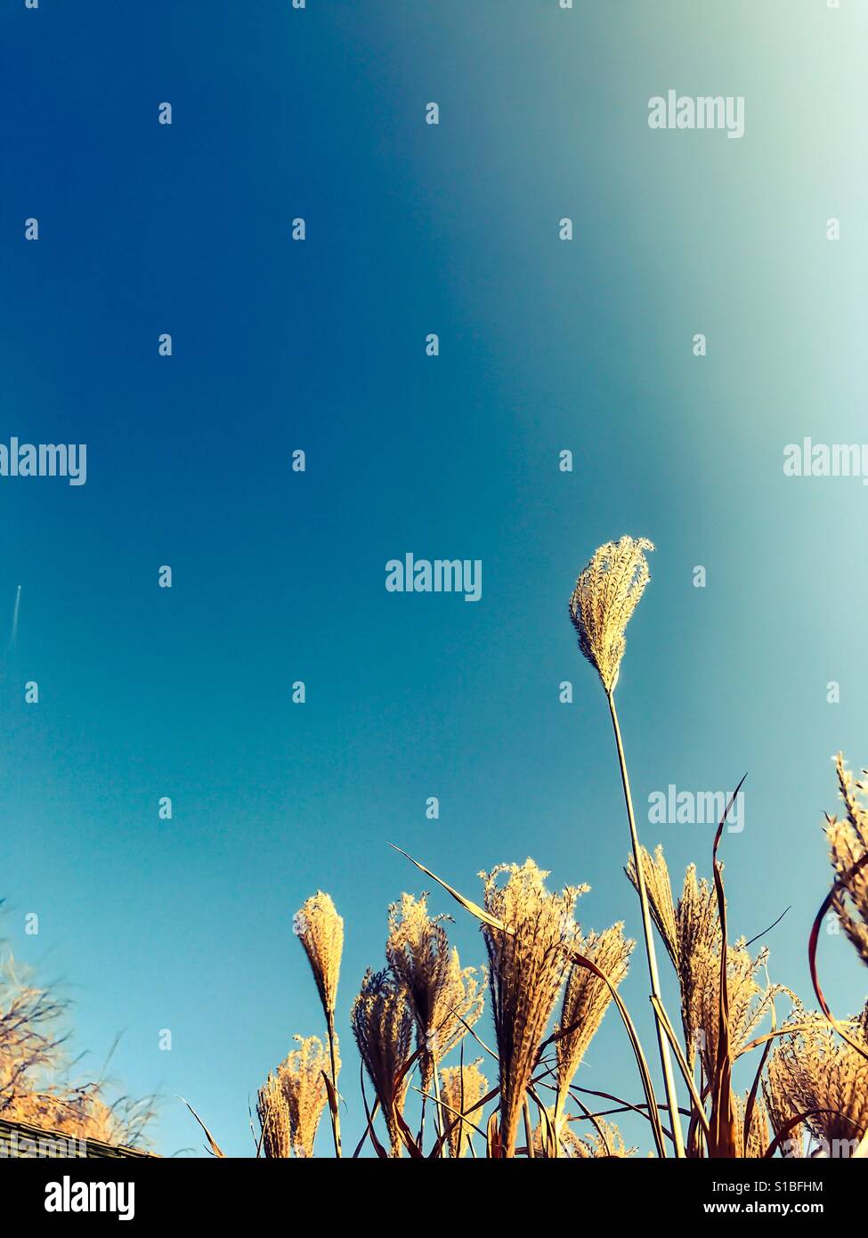 Gräser gegen strahlend blauen Himmel. Stockfoto