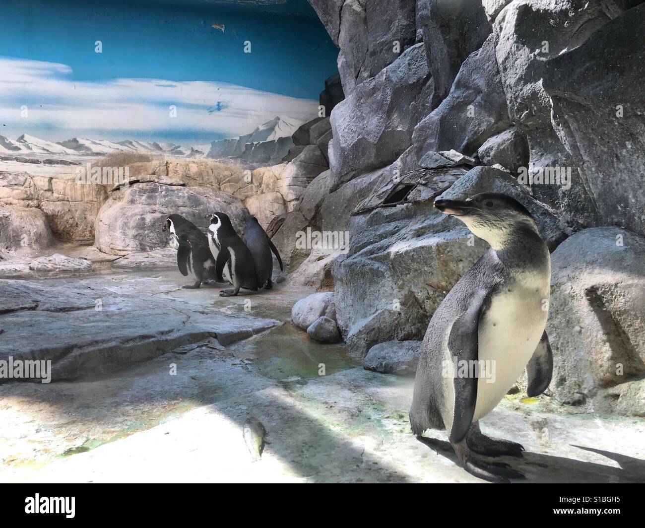 Pinguine Stockfoto