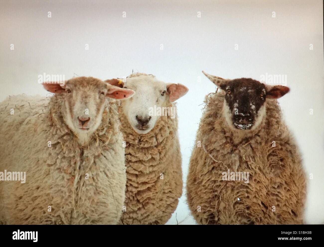 Drei neugierig und freundlich Schafe Stockfoto