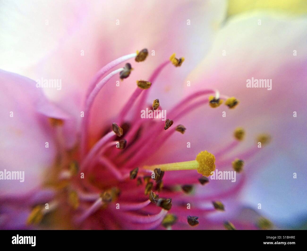 Pfirsichbaum Blume. Stockfoto