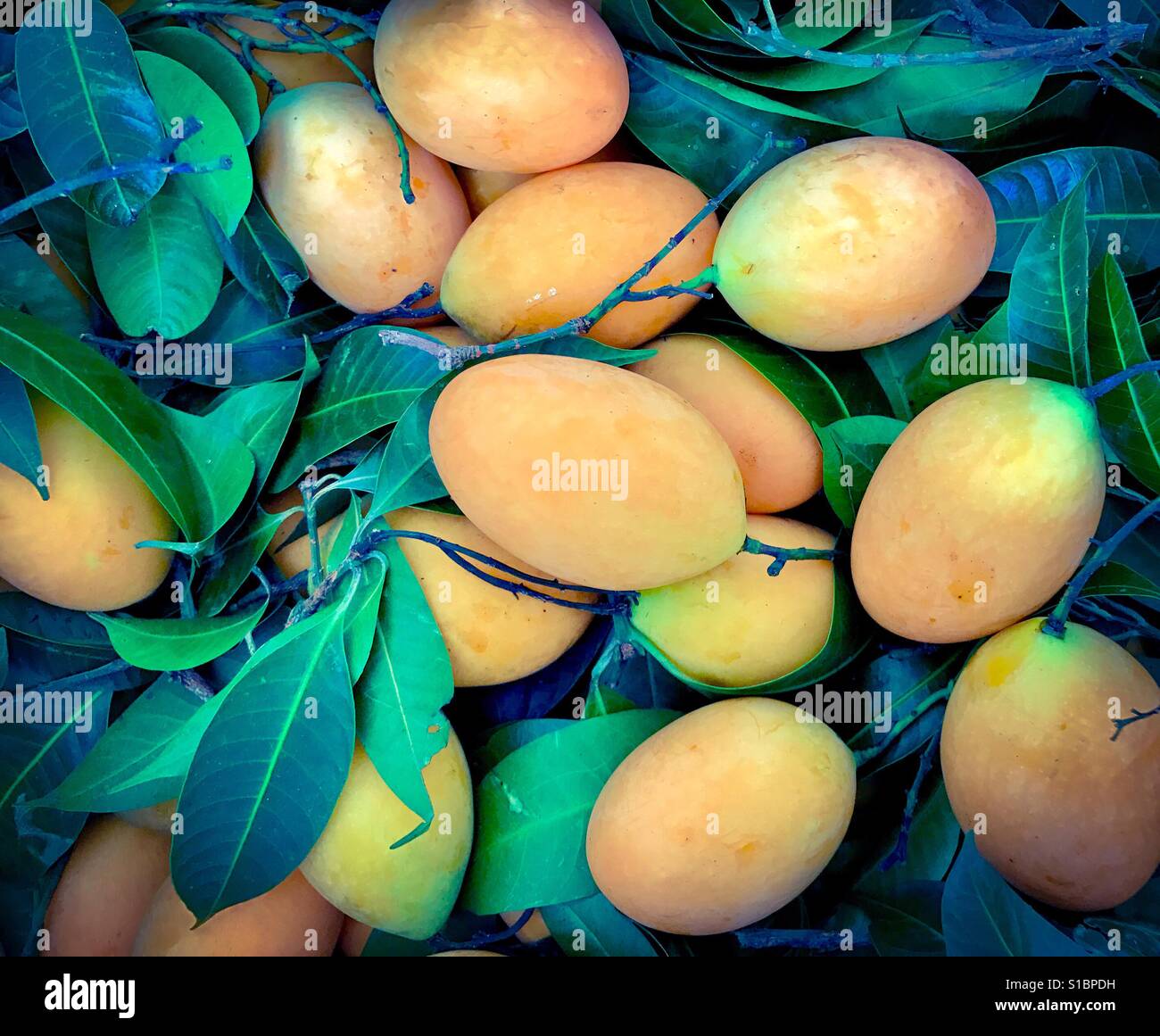 Sweet Thai Marian Pflaumen- oder Plango (Pflaume Mango) mit Blättern Stockfoto