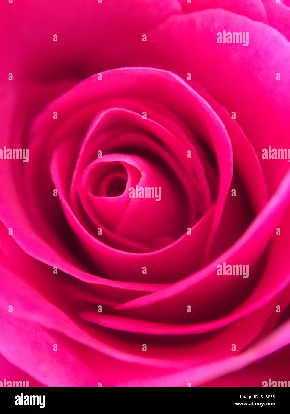 Rose Up schließen - Smartphone-aufgenommenes Stockfoto