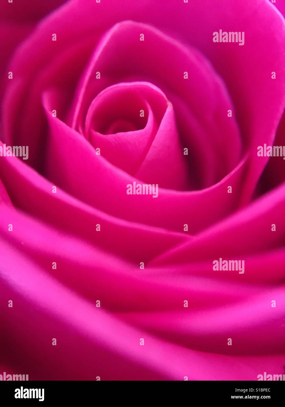 Rose Up schließen - Smartphone-aufgenommenes Stockfoto