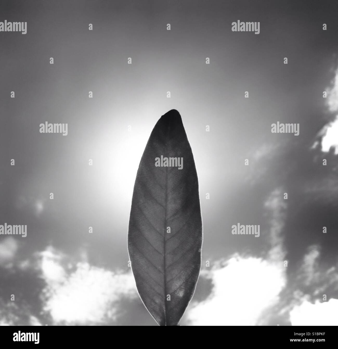 Einzelne ein Blatt mit Himmelshintergrund in schwarz / weiß Stockfoto