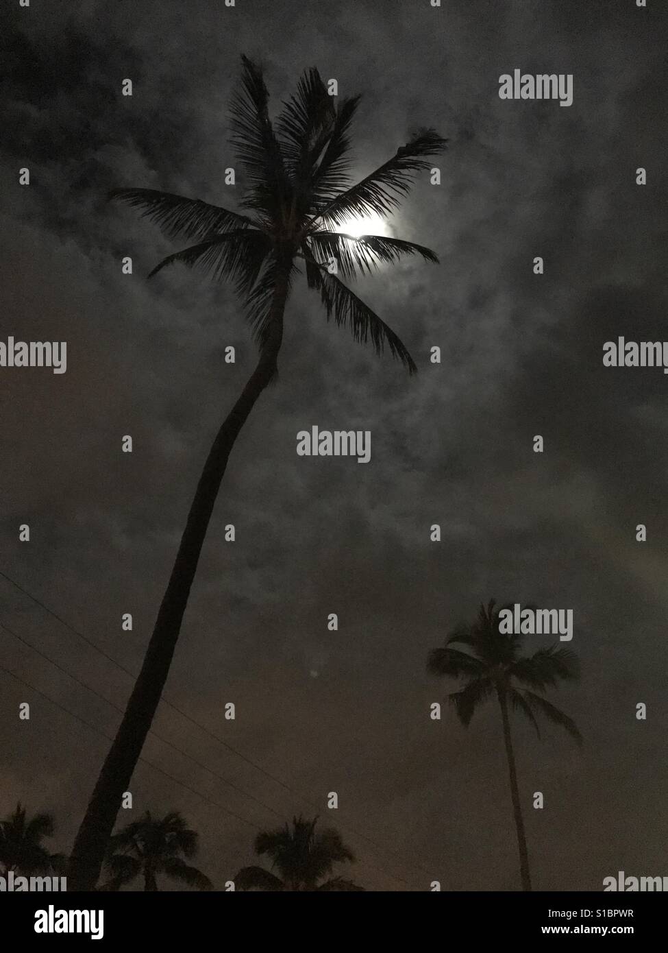 Mondschein Palmen - Schuss des Mondes Licht durch Palm Blättern, vom Boden in der Nähe von unten in der Baumstruktur Stockfoto