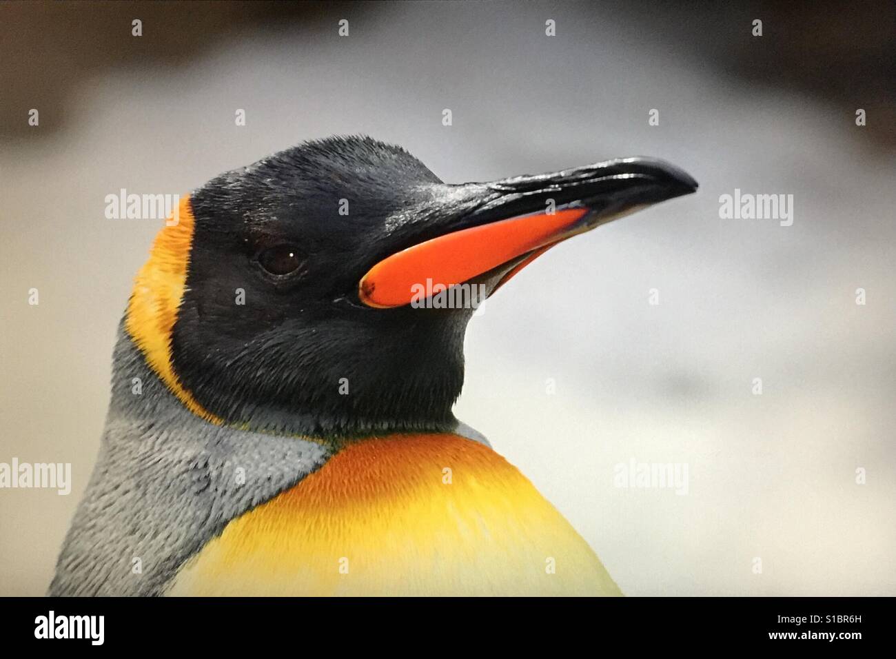 König Pinguin an der Calgary Zoo, Alberta, Kanada Stockfoto