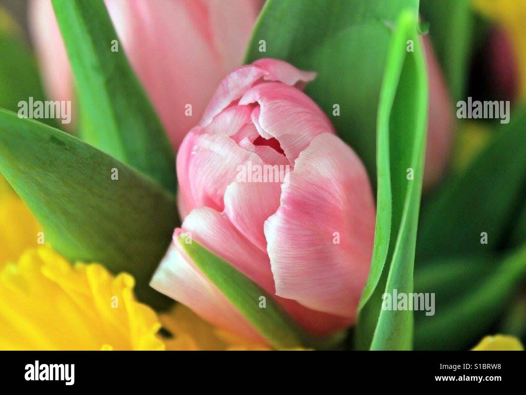 Tulpen Stockfoto