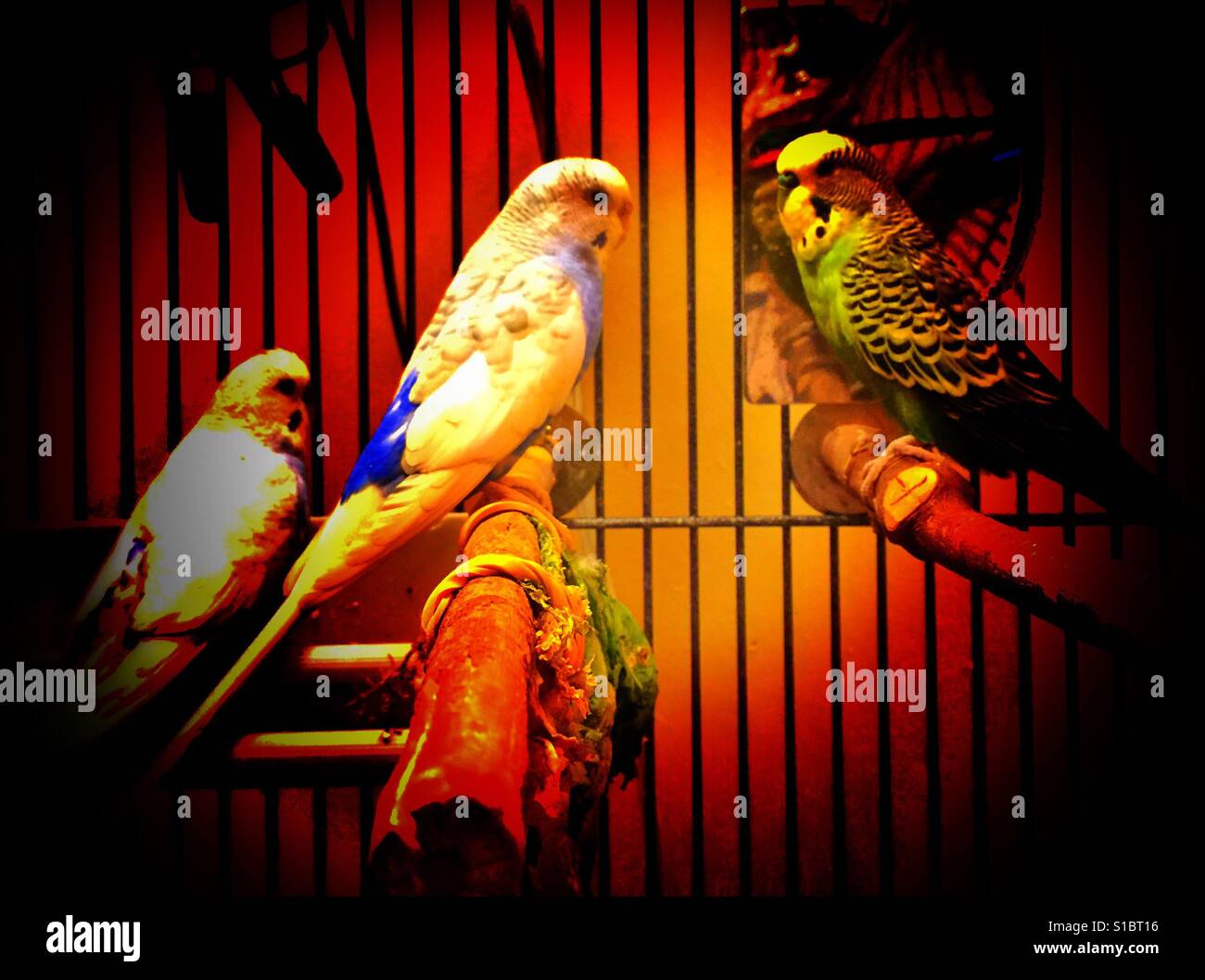 Der Vogelkäfig Stockfoto