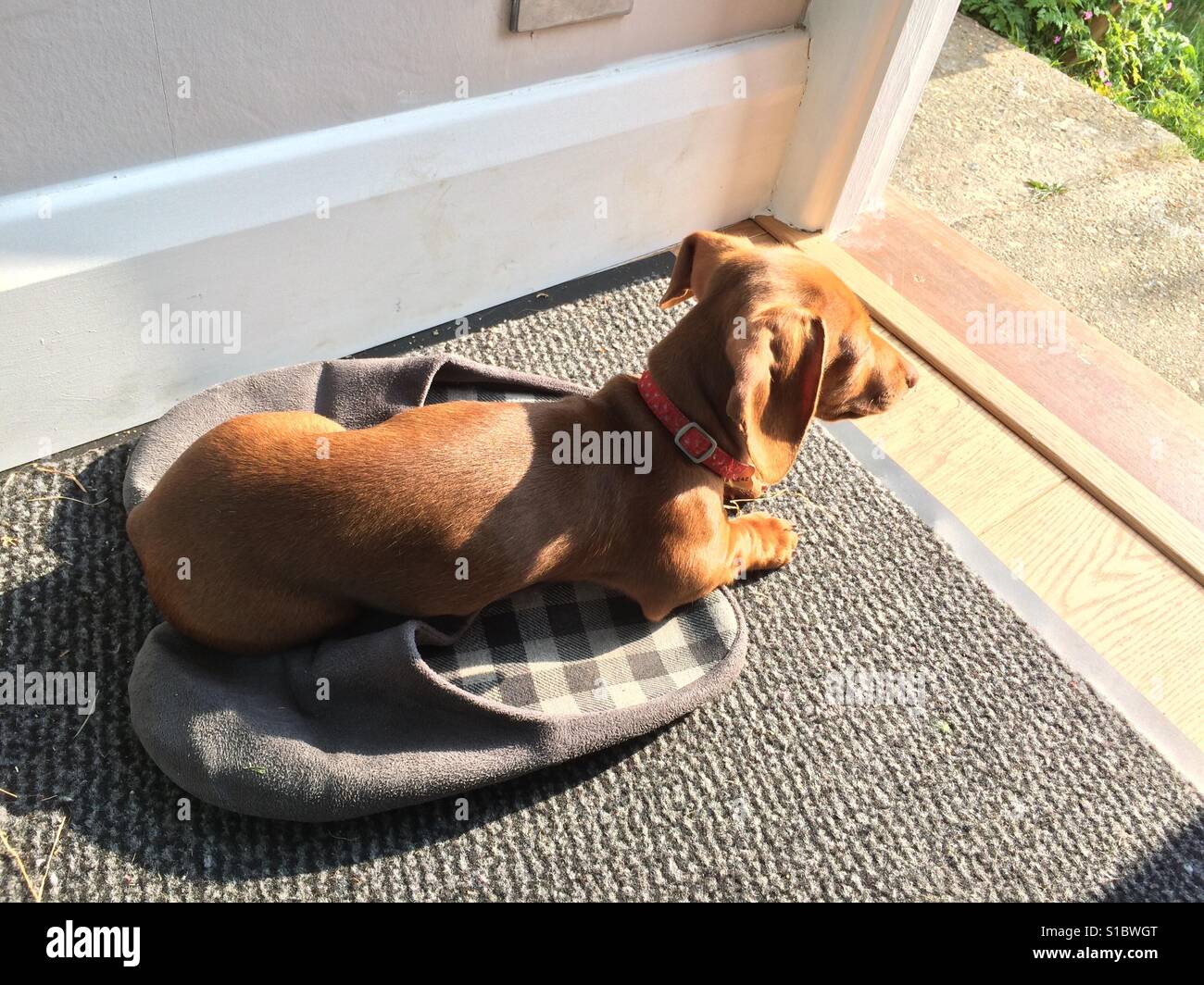 Kleine Sonnen-Hund Stockfoto