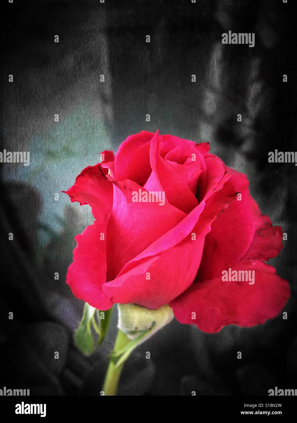 Beobachten Sie die Blütenblätter fallen aus der Rose mit Traurigkeit, wissen, wie das Leben, Dinge manchmal verblassen müssen, bevor sie wieder blühen können nicht. Stockfoto