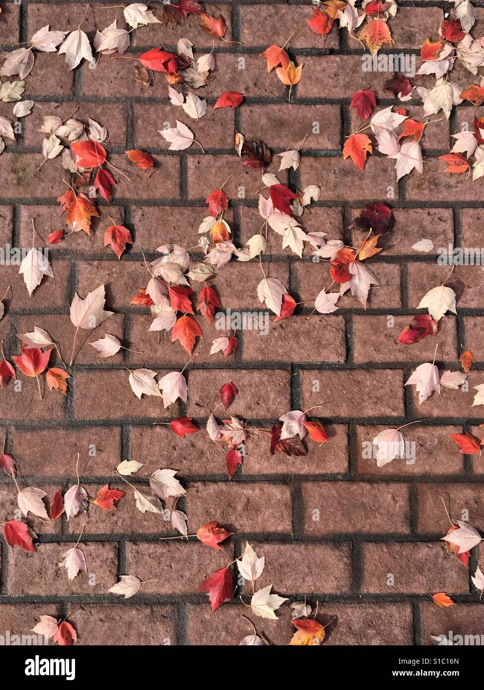 Herbstlaub auf Ziegel Bürgersteig Stockfoto