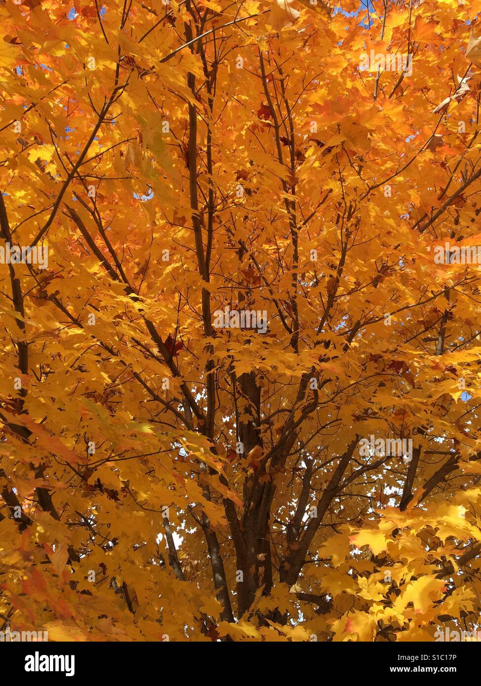 Herbst Blätter am Baum im Whitewater, Wisconsin Stockfoto