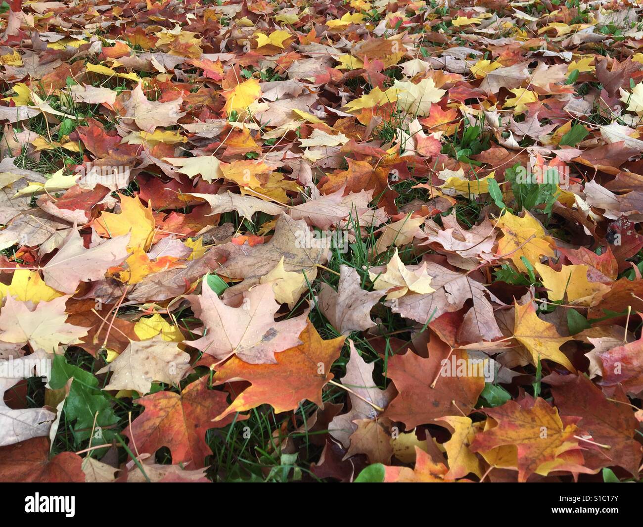 Herbstlaub auf dem Boden Stockfoto