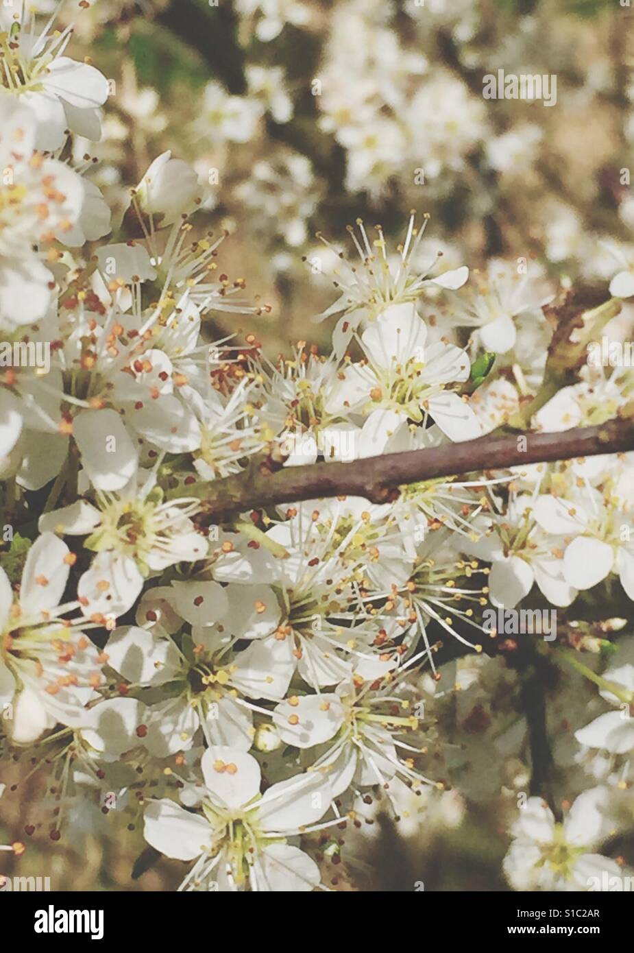 Blüte Stockfoto