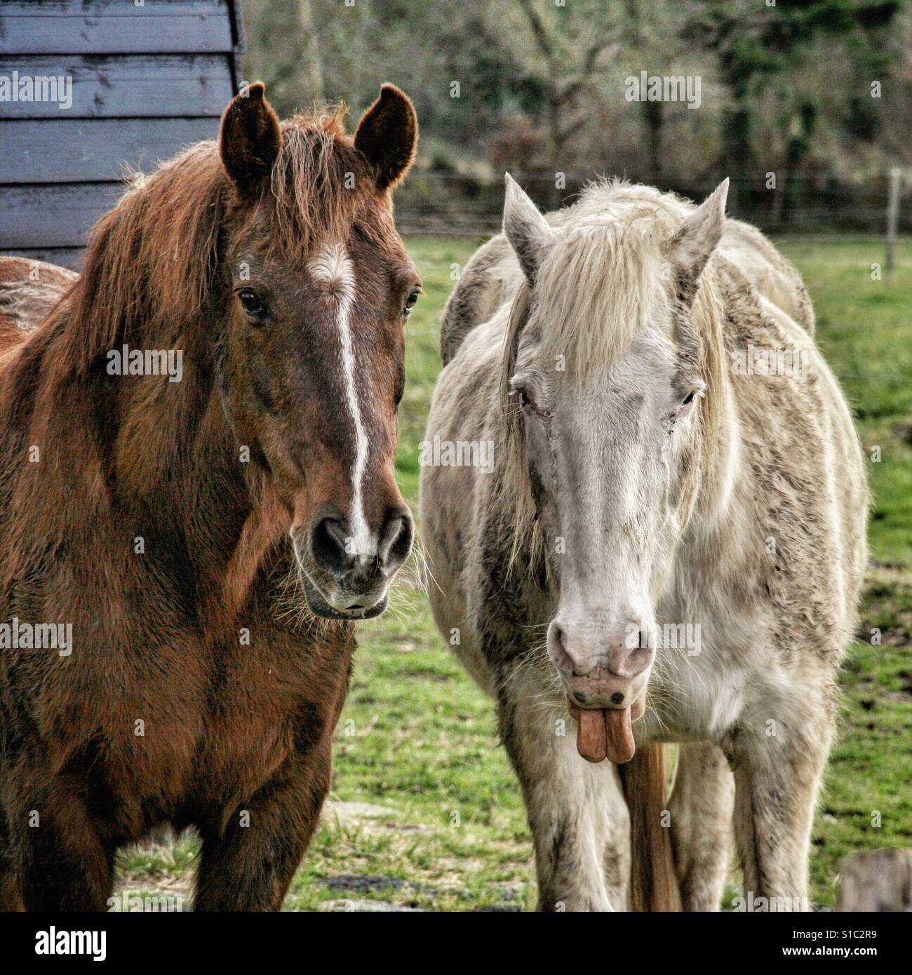 Ein weißes Pferd und einem braunen Pferd in einem Feld stehen. Das weiße Pferd ist seine Zunge Ein weißes Pferd und einem braunen Pferd in einem Feld stehen. Das weiße Pferd ist seine Zunge
