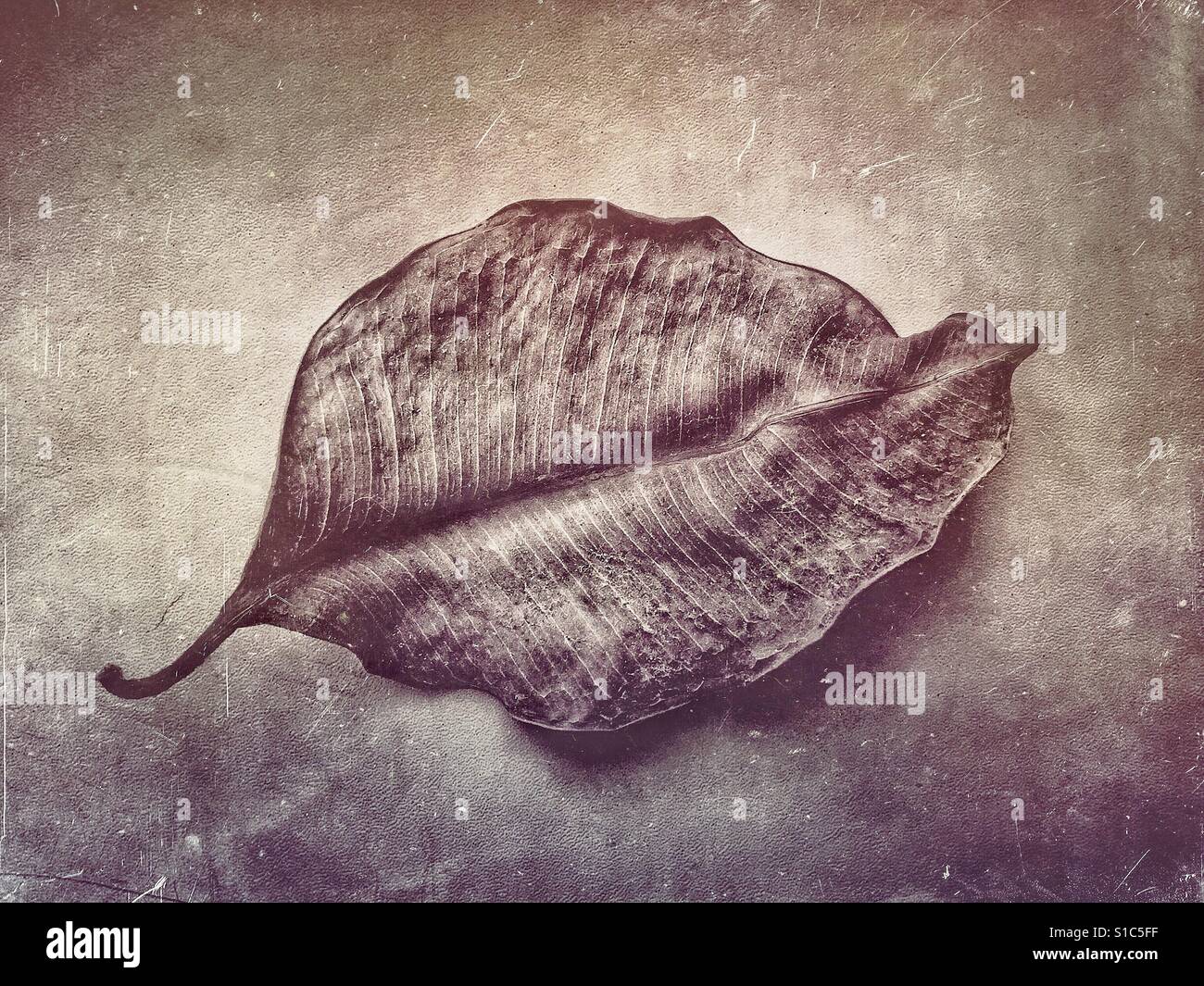 Schwarzweiß, Sepia getönten Foto von einem ausgetrockneten totes Blatt auf einem strukturierten Hintergrund. Stockfoto