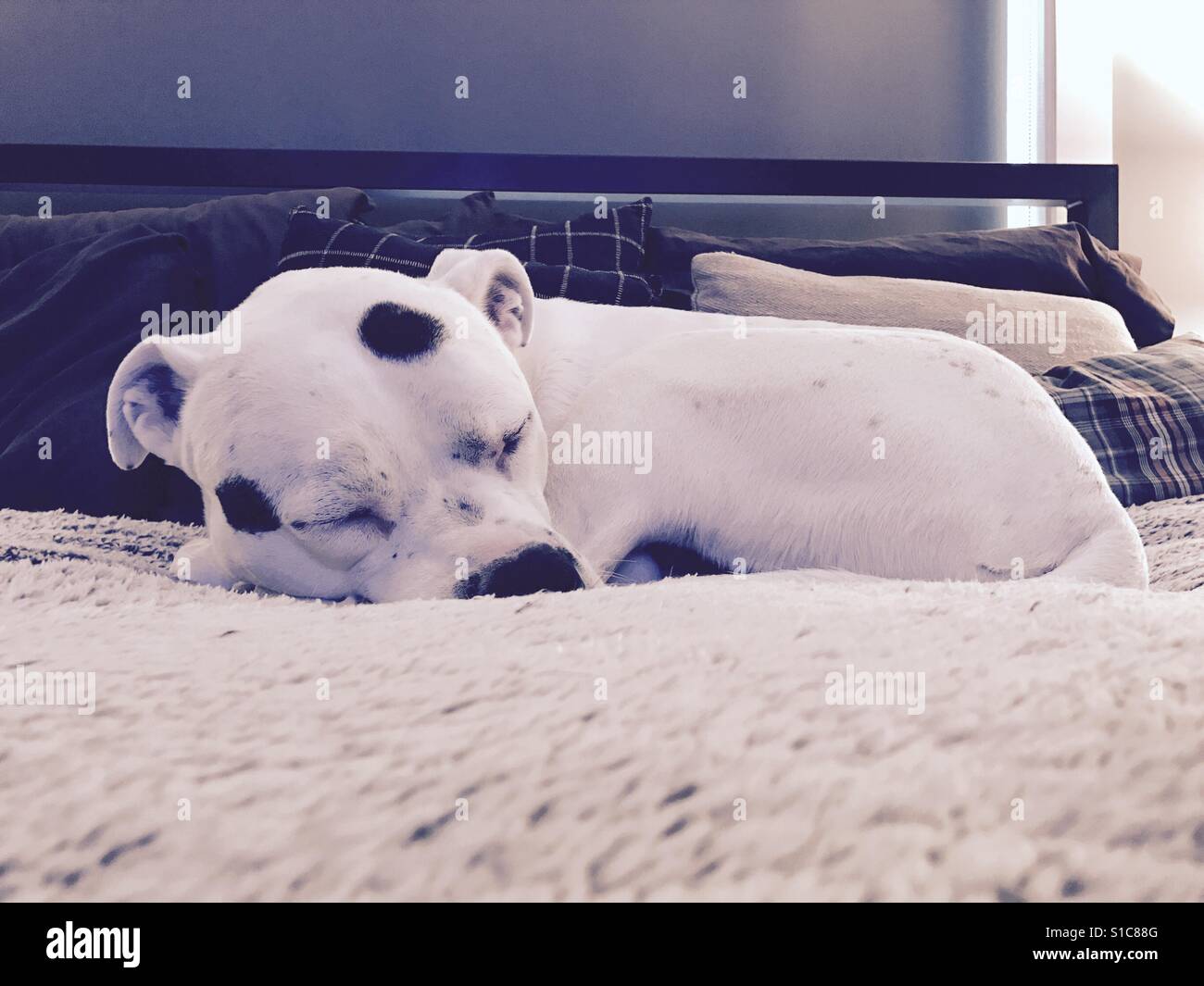 Hund im Bett schlafen - Smartphone-aufgenommenes Stockfoto