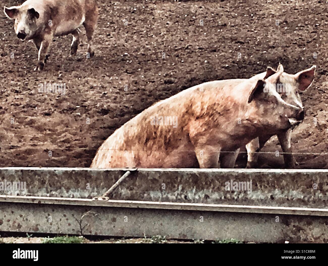 Freilandhaltung Schweine - Smartphone-aufgenommenes Stockfoto
