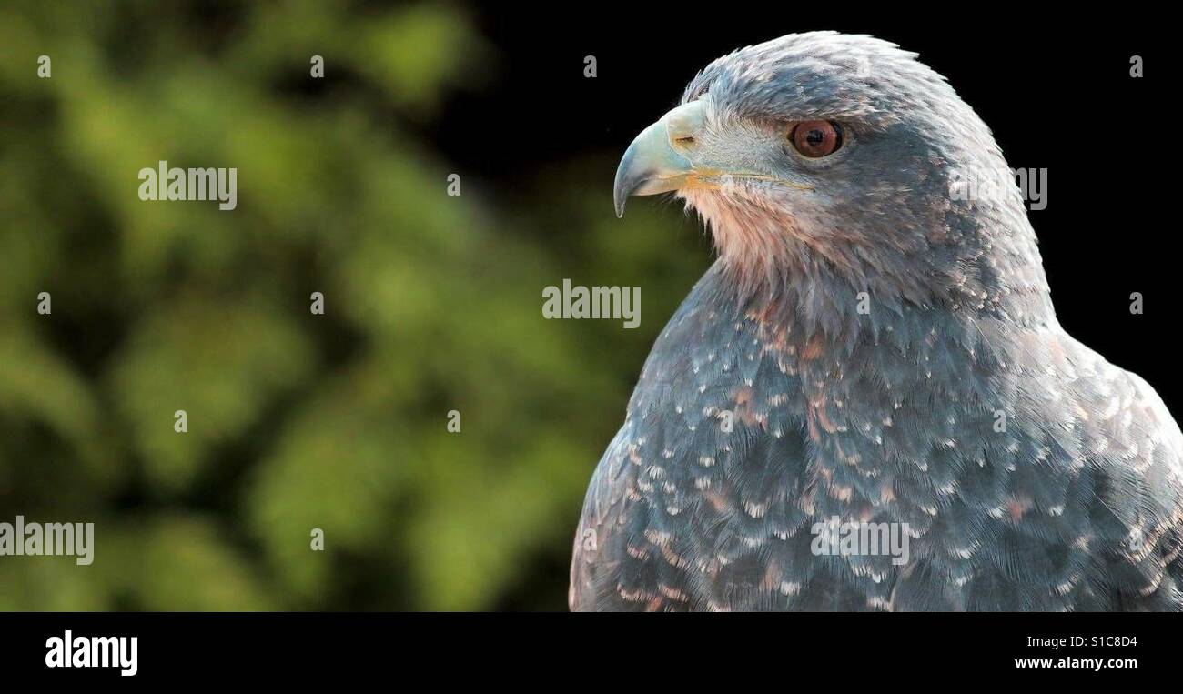 Bird Of Prey Stockfoto