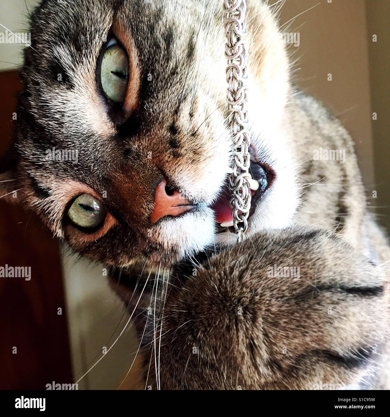 Nahaufnahme von Tabby Katze beißt silbernen Armband - Smartphone-aufgenommenes Stockfoto