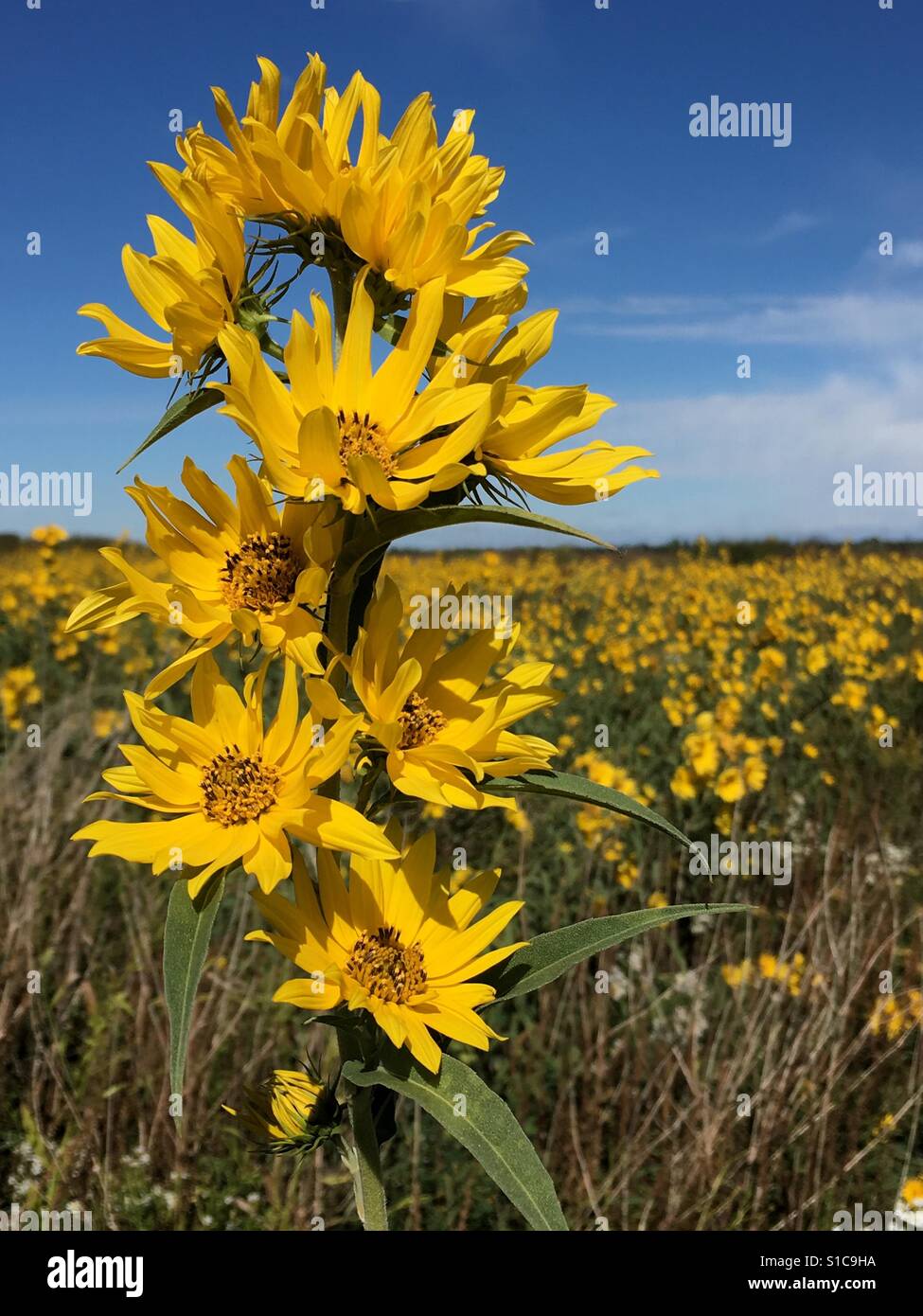 Bereich der gelben Blüten Stockfoto