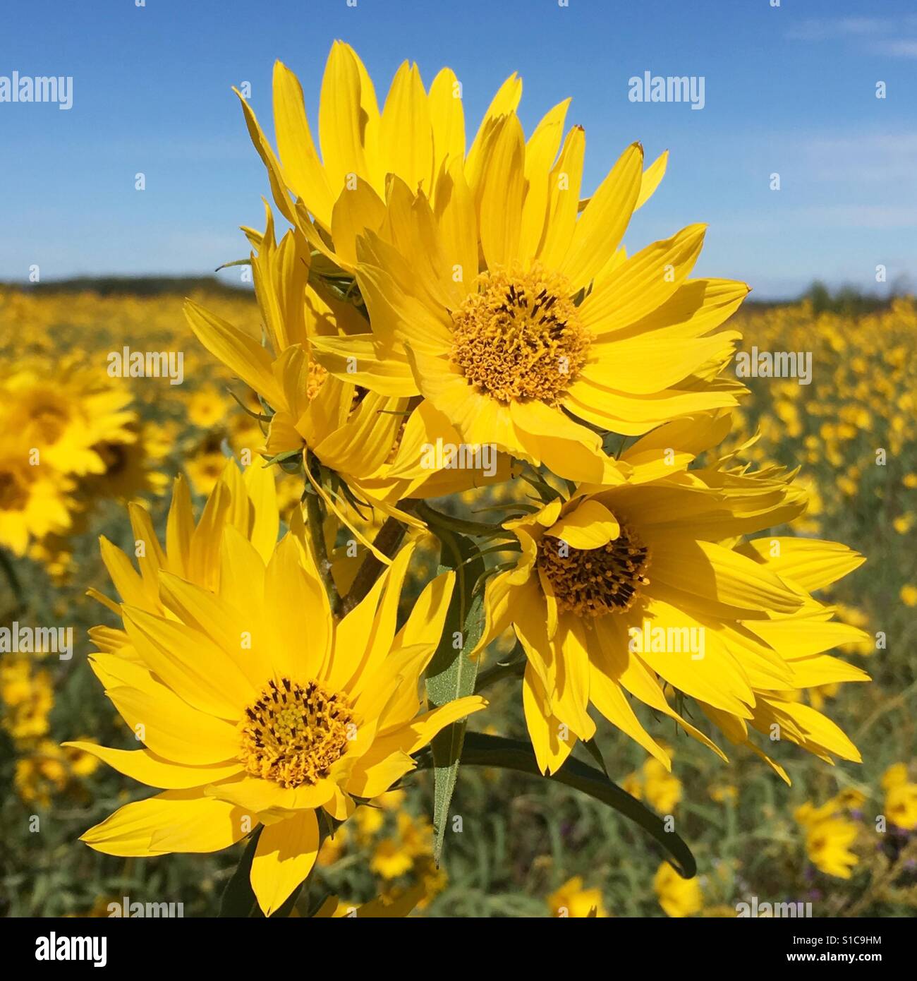 Bereich der gelben Blüten Stockfoto