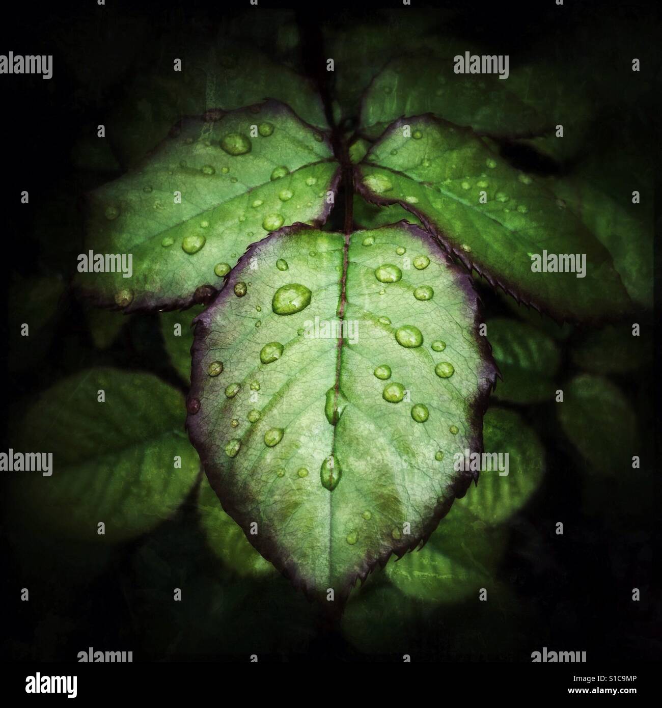 Regen Sie auf einem Rosenblatt. Stockfoto