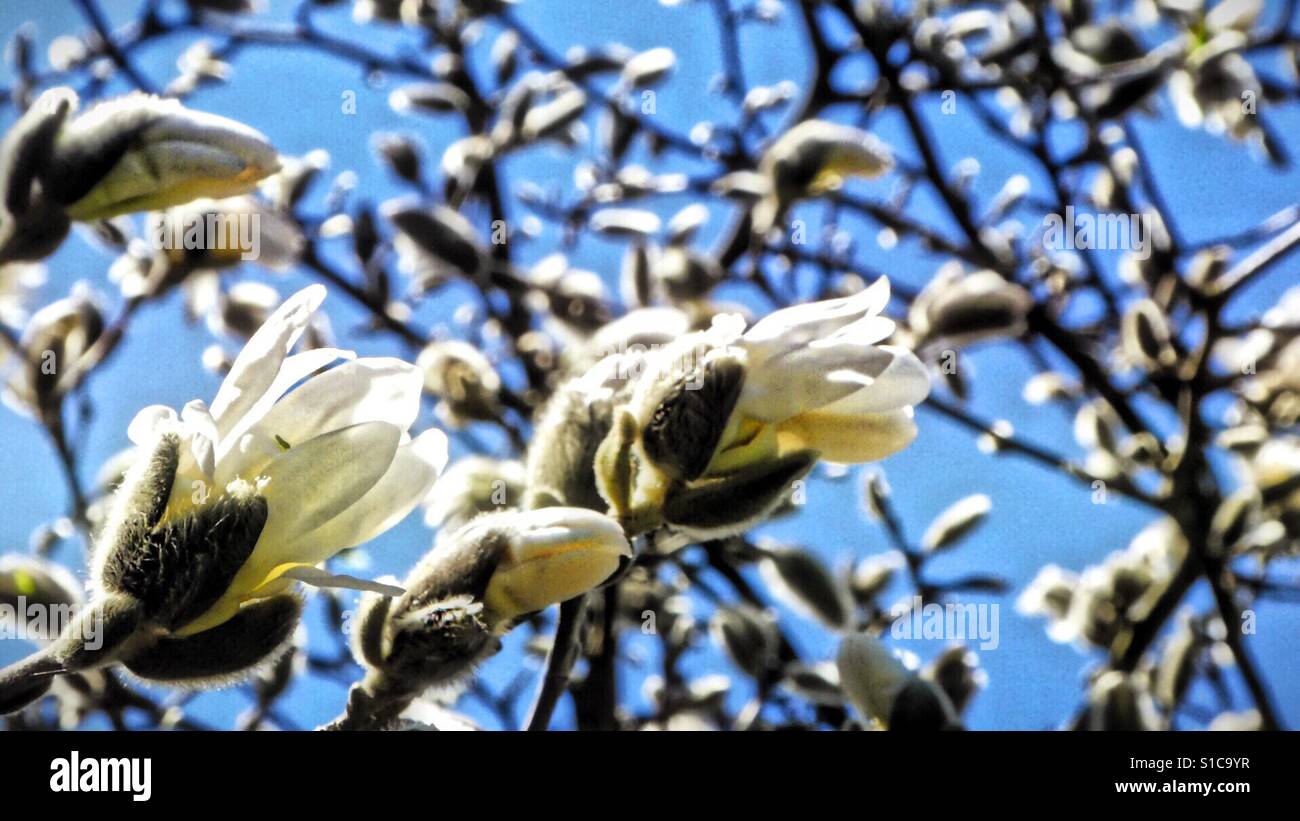 ... Frühling...! - Smartphone-aufgenommenes Stockfoto