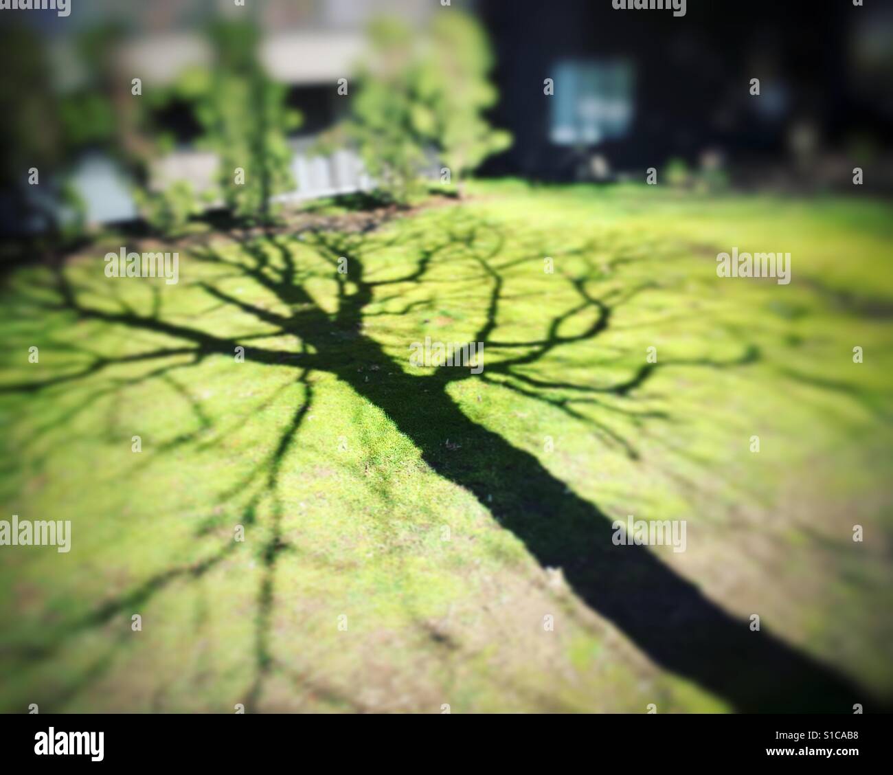 Schatten eines Baumes auf dem Rasen gegossen Stockfoto