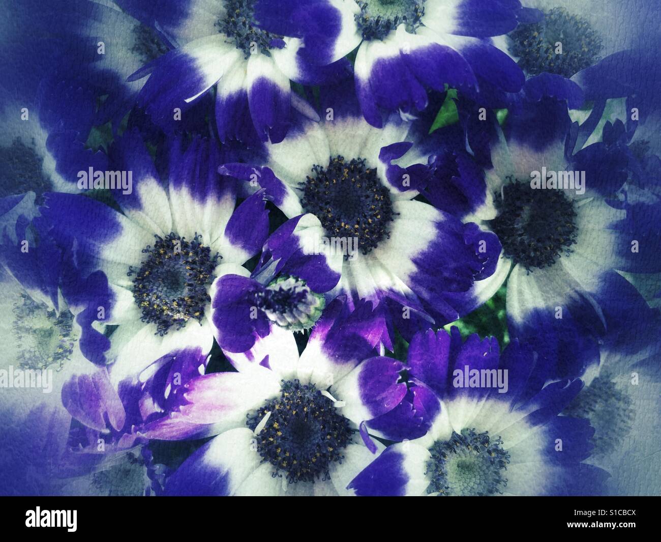 Aschenpflanze "StarWars", gesunde Pflanze, in einer Masse von Blüten bedeckt - Smartphone-aufgenommenes Stockfoto