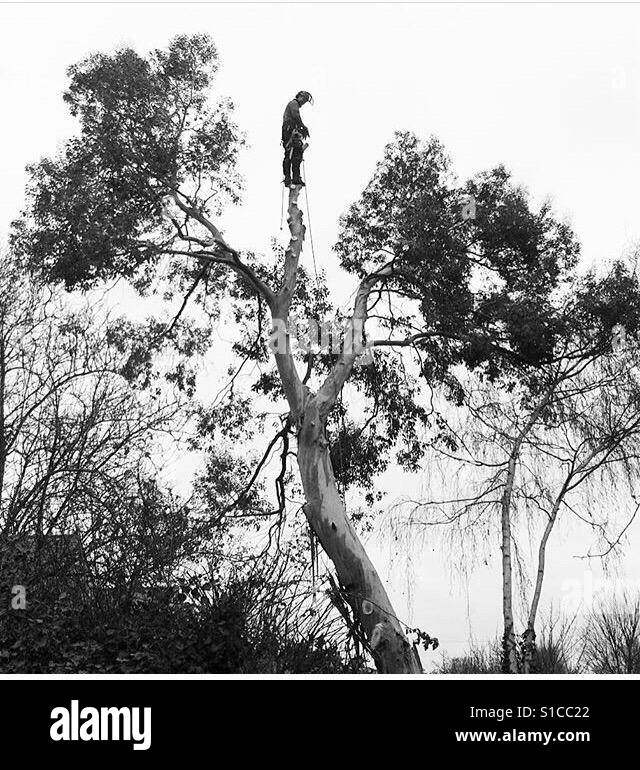 Mann, balancieren auf einem Baum, wie er es Fjälls Stockfoto