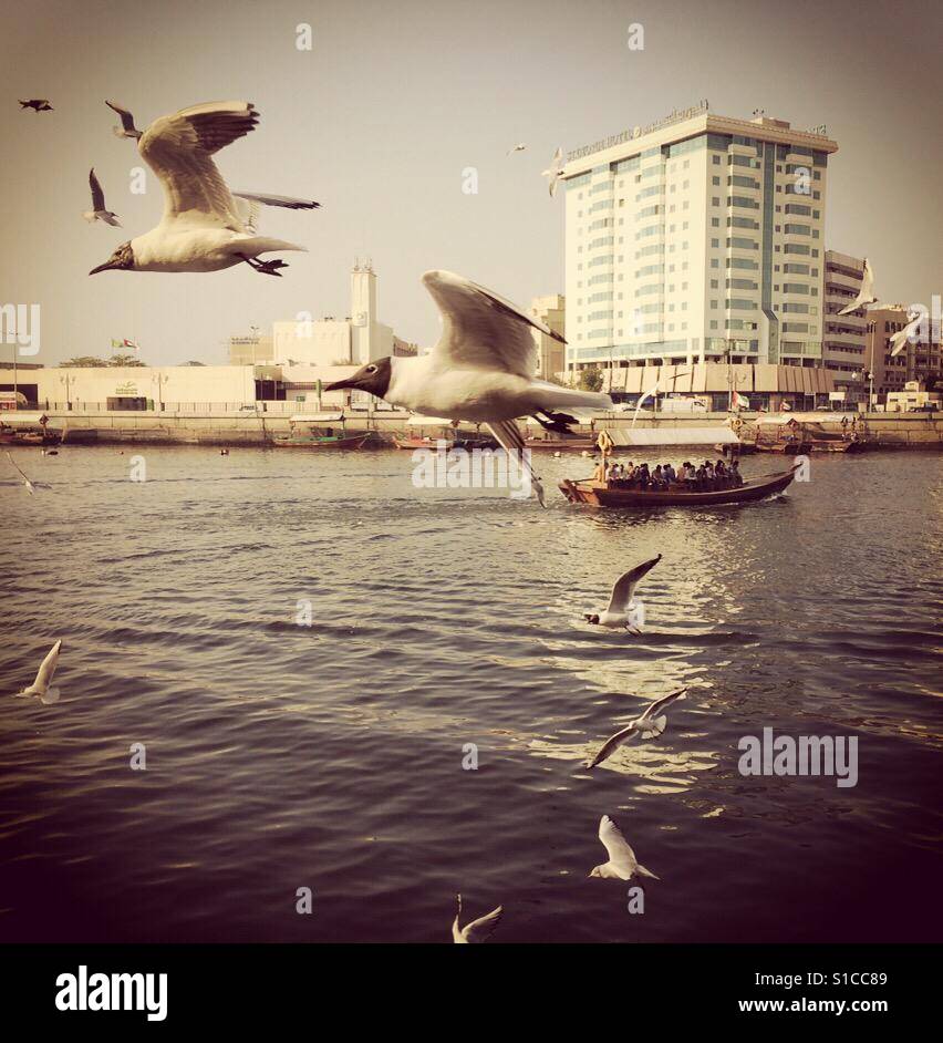 Vögel fliegen über Wasser und essen Sie am Creek, Dubai, Vereinigte Arabische Emirate herausgeschleudert werden - Smartphone-aufgenommenes Stockfoto