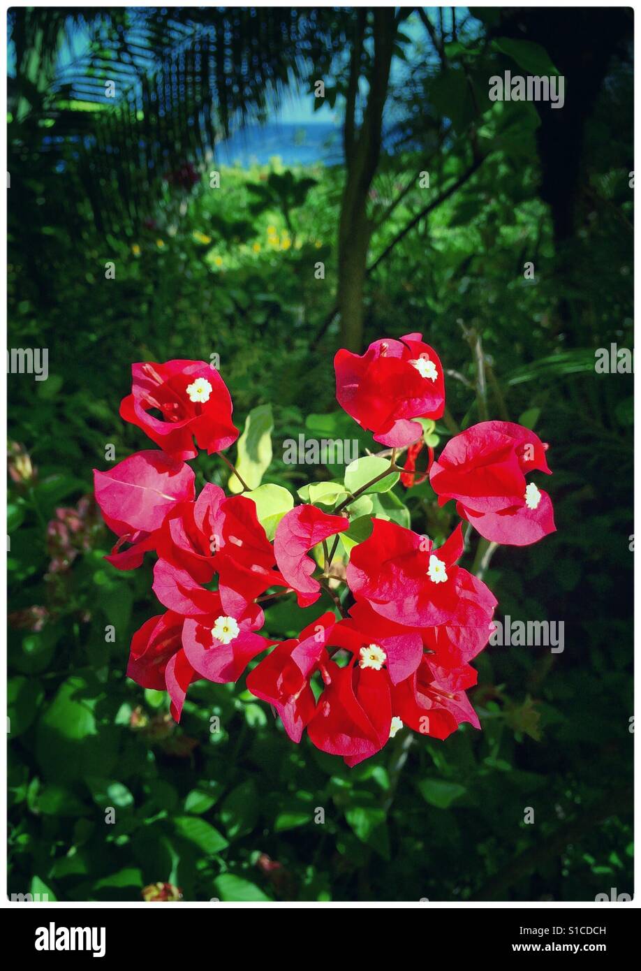 Lebhafte rote Bougainvillea in einem tropischen Garten am Meer Stockfoto