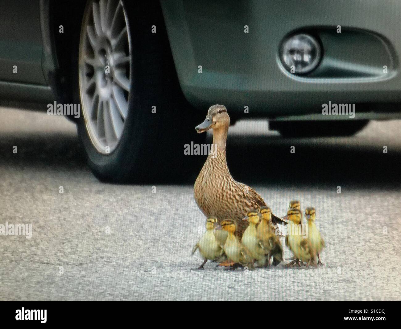 Mallard duck Familie überqueren einer viel befahrenen Straße - Smartphone-aufgenommenes Stockfoto