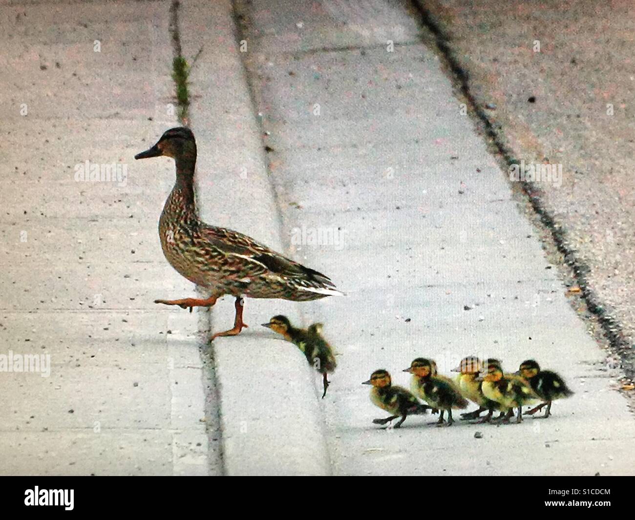 Mallard duck Familie überqueren einer viel befahrenen Straße - Smartphone-aufgenommenes Stockfoto