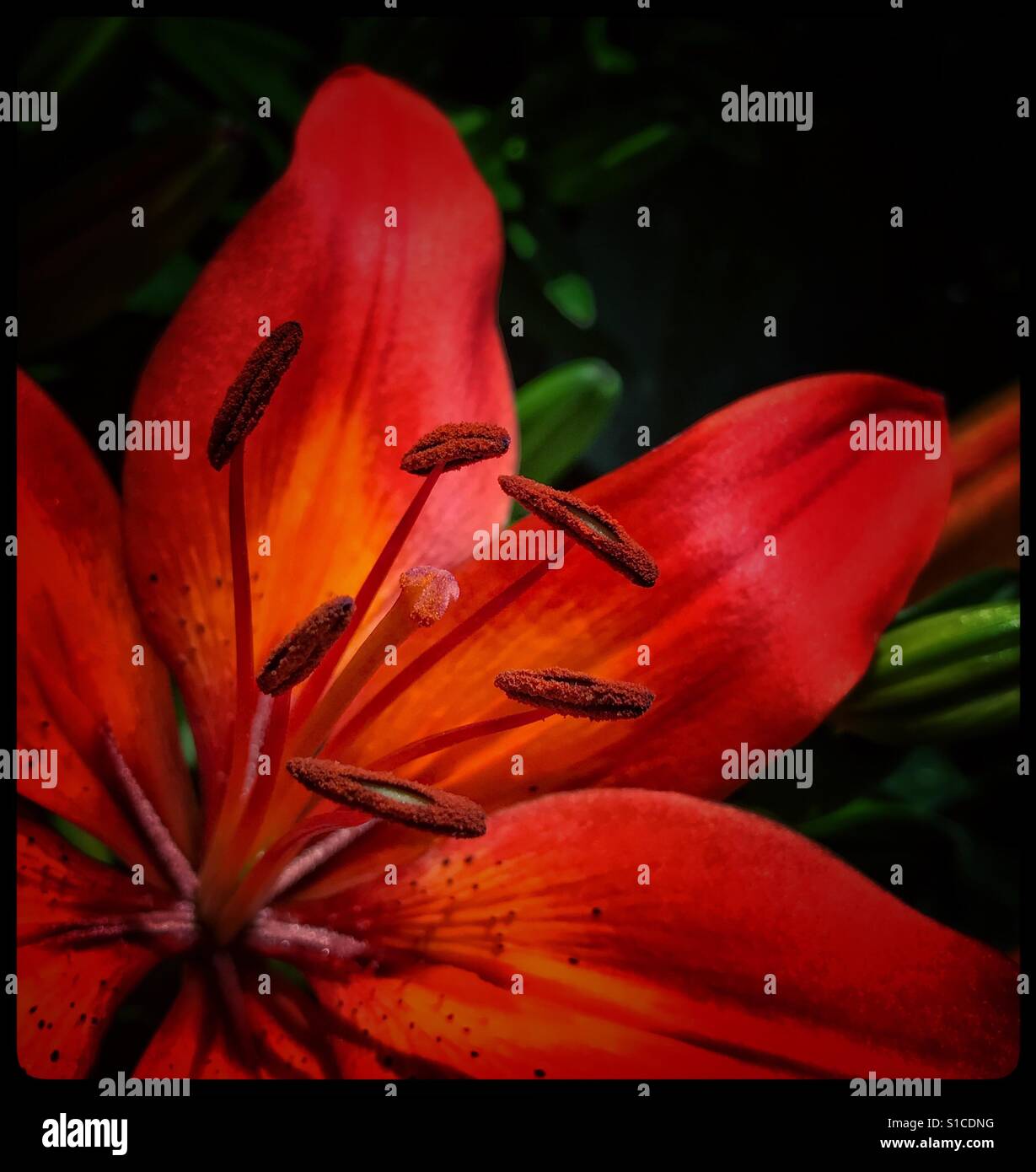 Tief orange Tiger-Lilie, Lilium bulbiferum Stockfoto