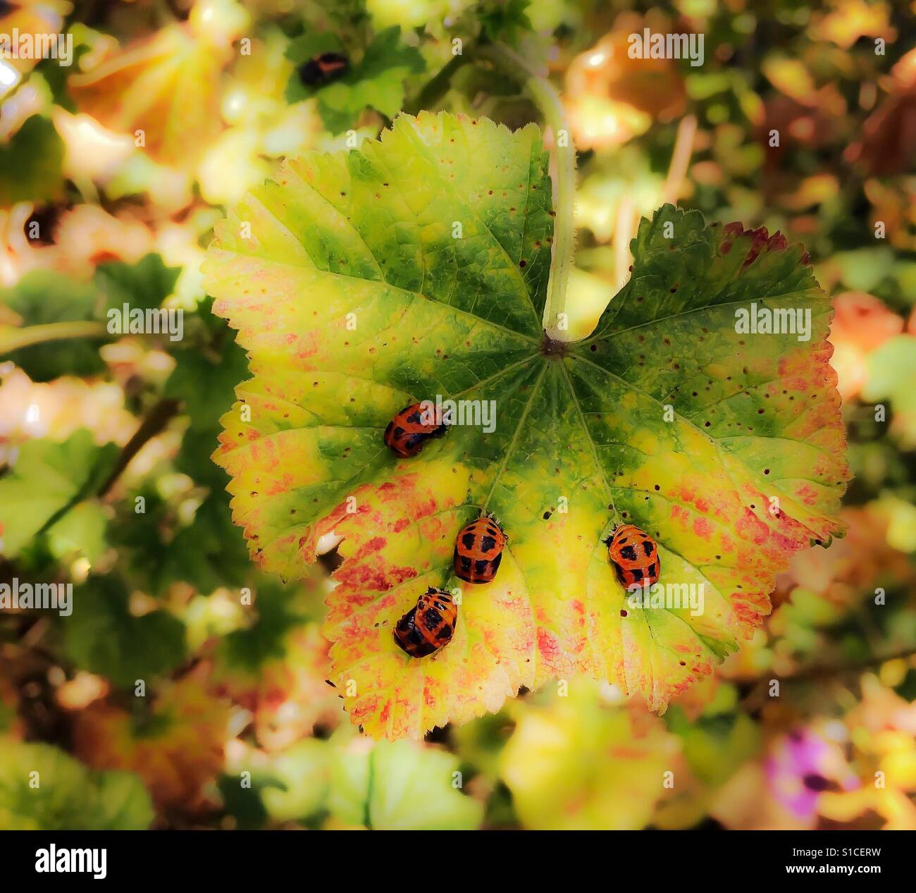 Pflanzenblattes mit orange Käferlarven Fütterung schließen auf Stockfoto