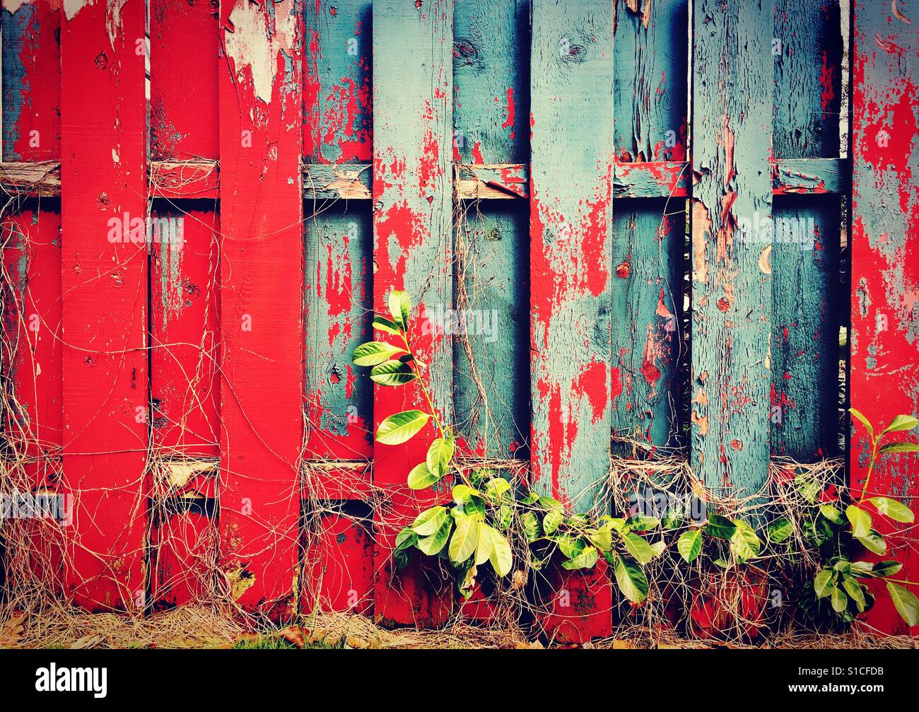 Verwitterter Holzzaun mit notleidenden rote und blaue Farbe Stockfoto