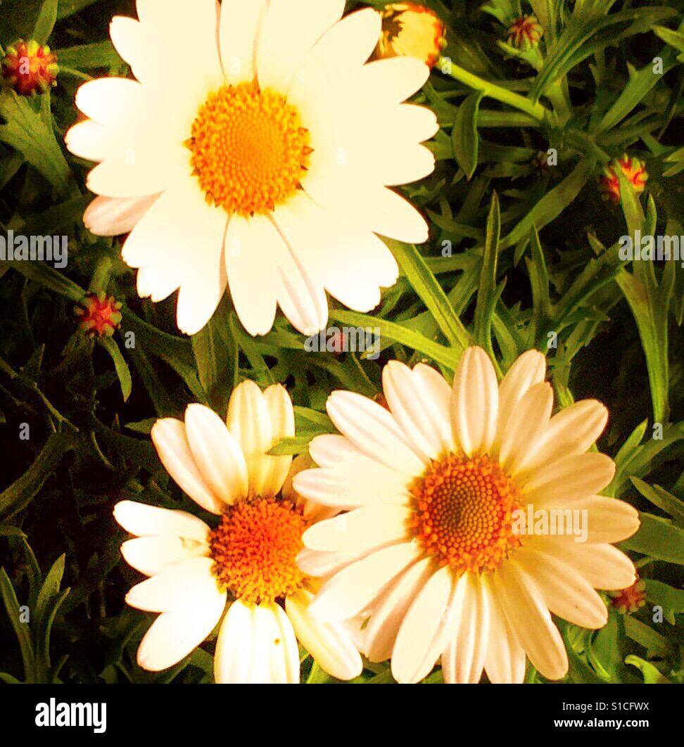 Frische konfrontiert weißen Feder Feld Gänseblümchen mit orange centers Stockfoto