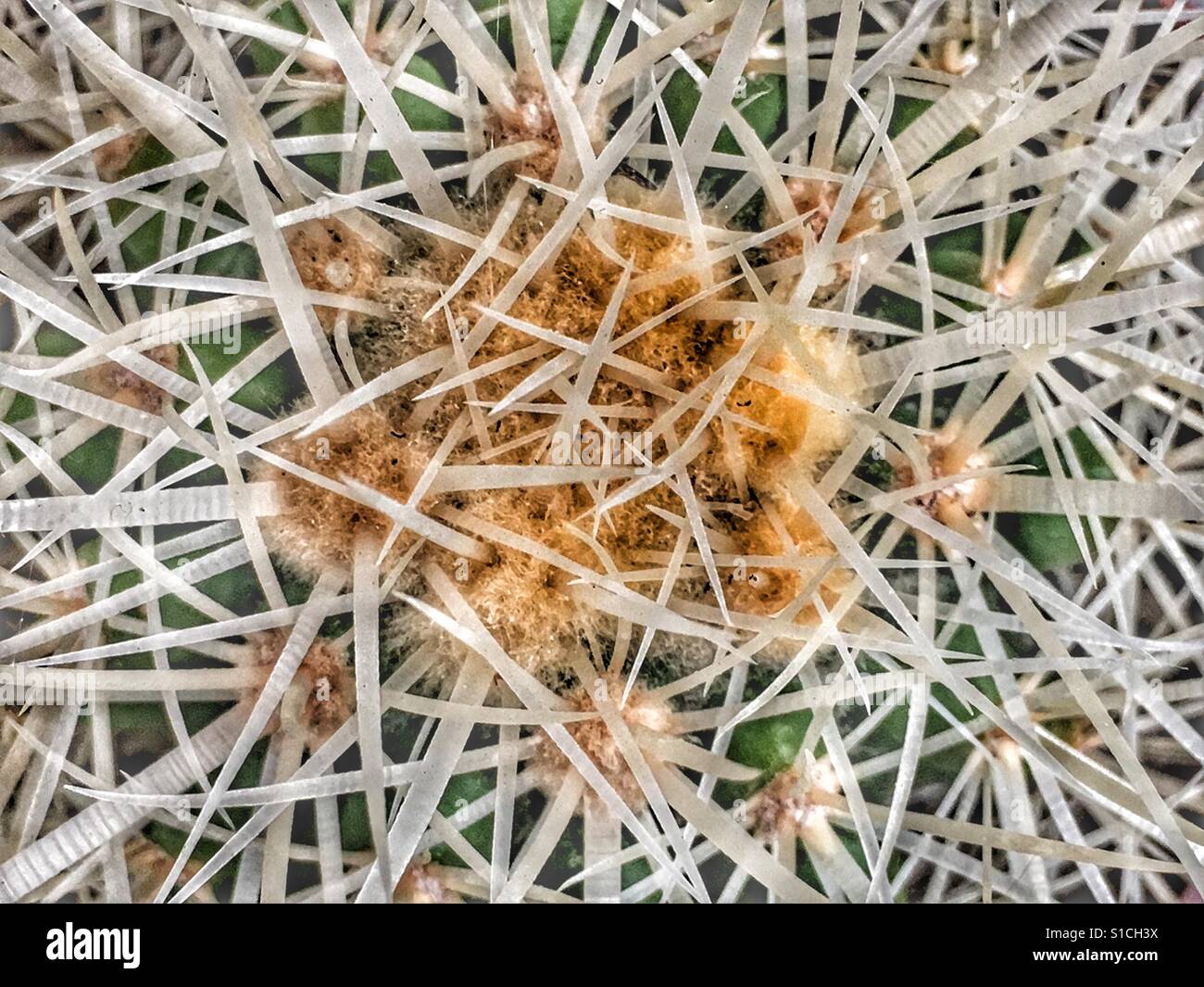 Kaktus, Großaufnahme von Spikes - Smartphone-aufgenommenes Stockfoto