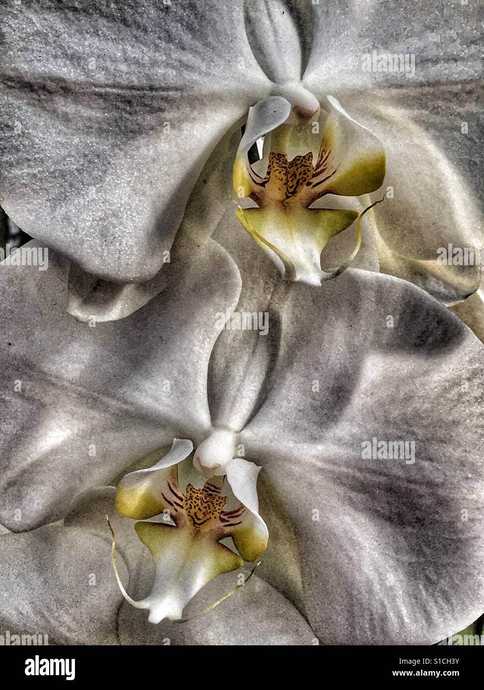Weiße Orchidee Blumen - Smartphone-aufgenommenes Stockfoto