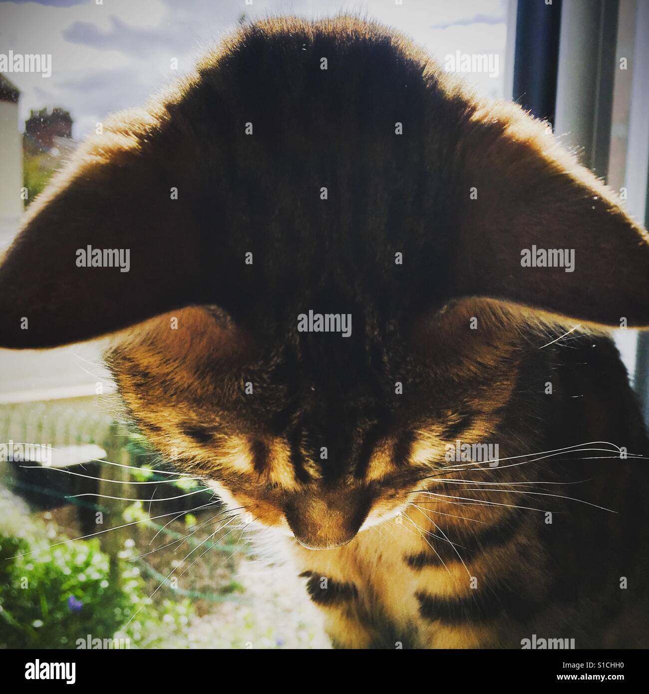 Eine Nahaufnahme von einer Bengal-Katze sitzt auf dem Fensterbrett, auf der Suche nach unten. Stockfoto