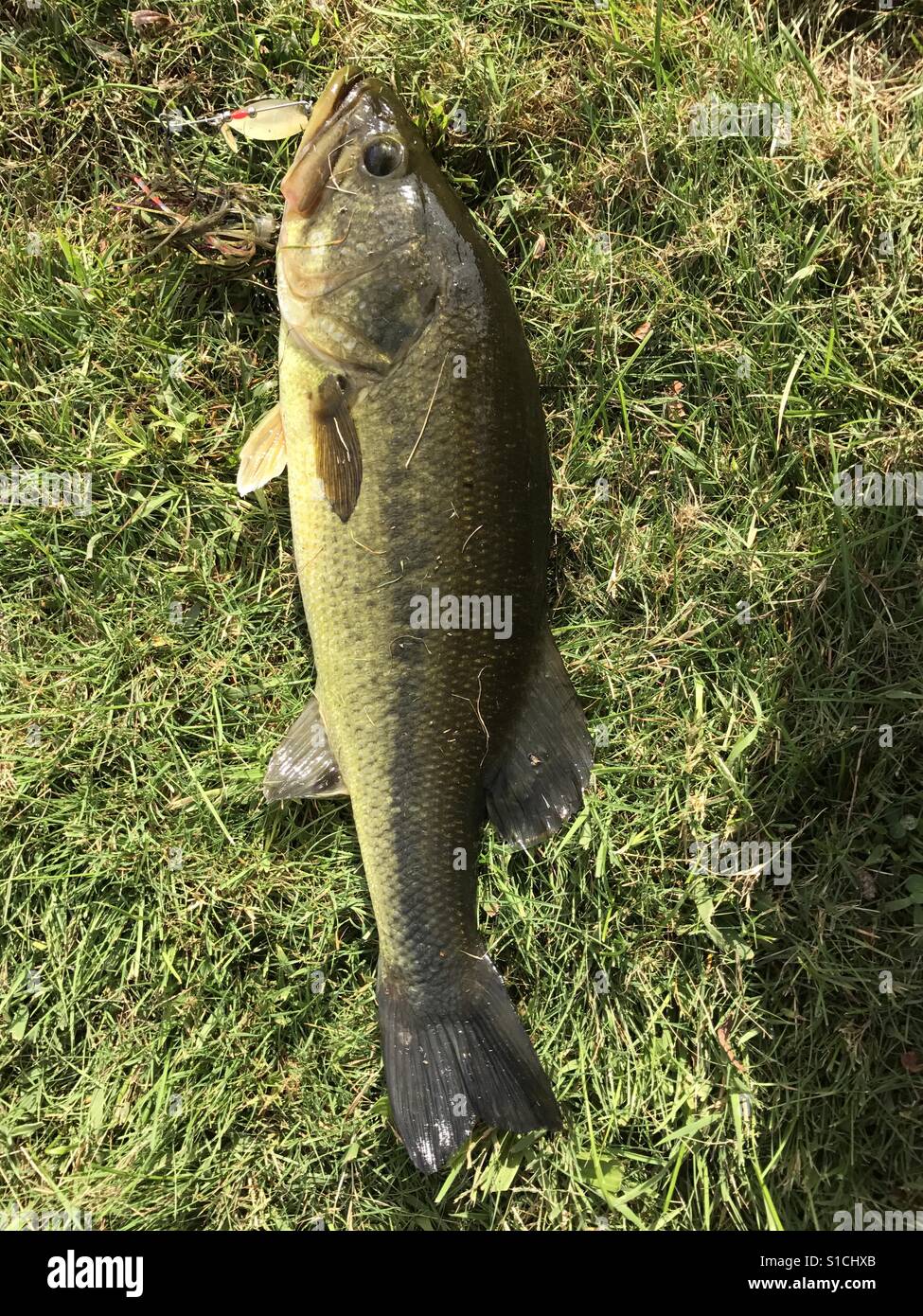 Largemouth bass fishing Fotos und Bildmaterial in hoher Auflösung Alamy