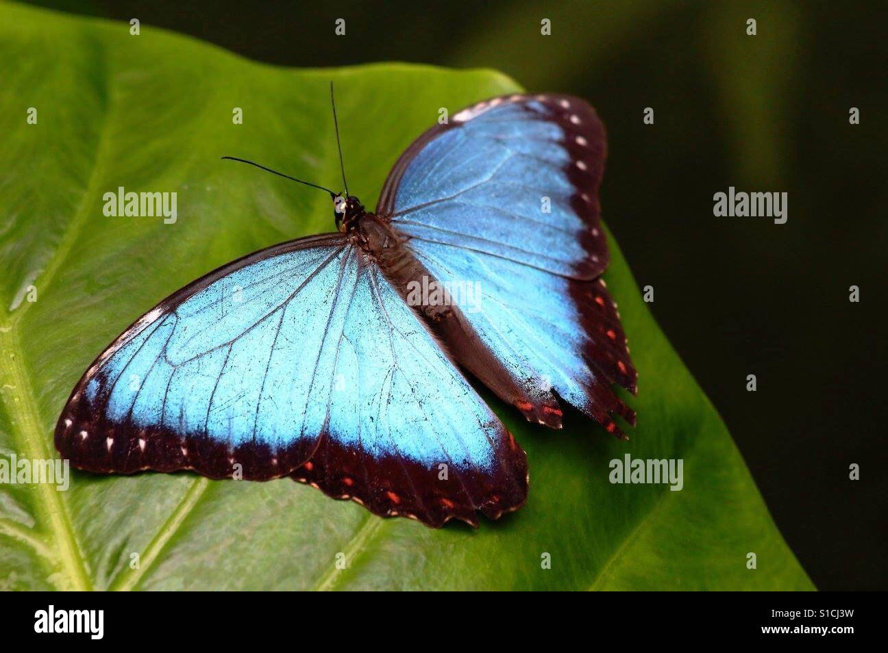 Östlichen Tailed-blauer Schmetterling Stockfoto