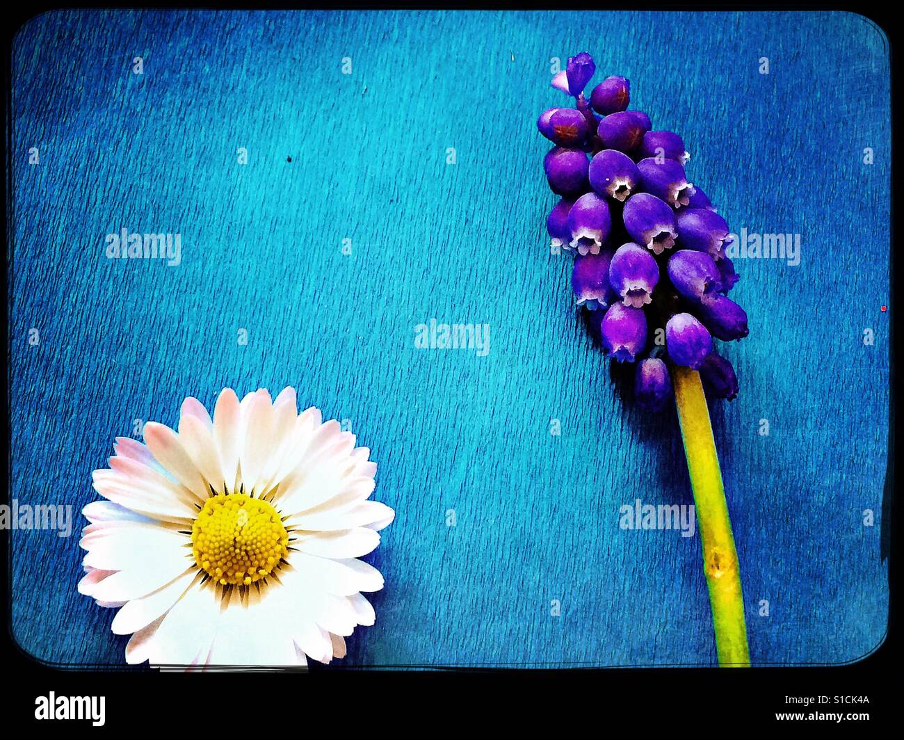 Daisy-Kopf und Trauben Hyazinthe auf leuchtend blauem Hintergrund Stockfoto