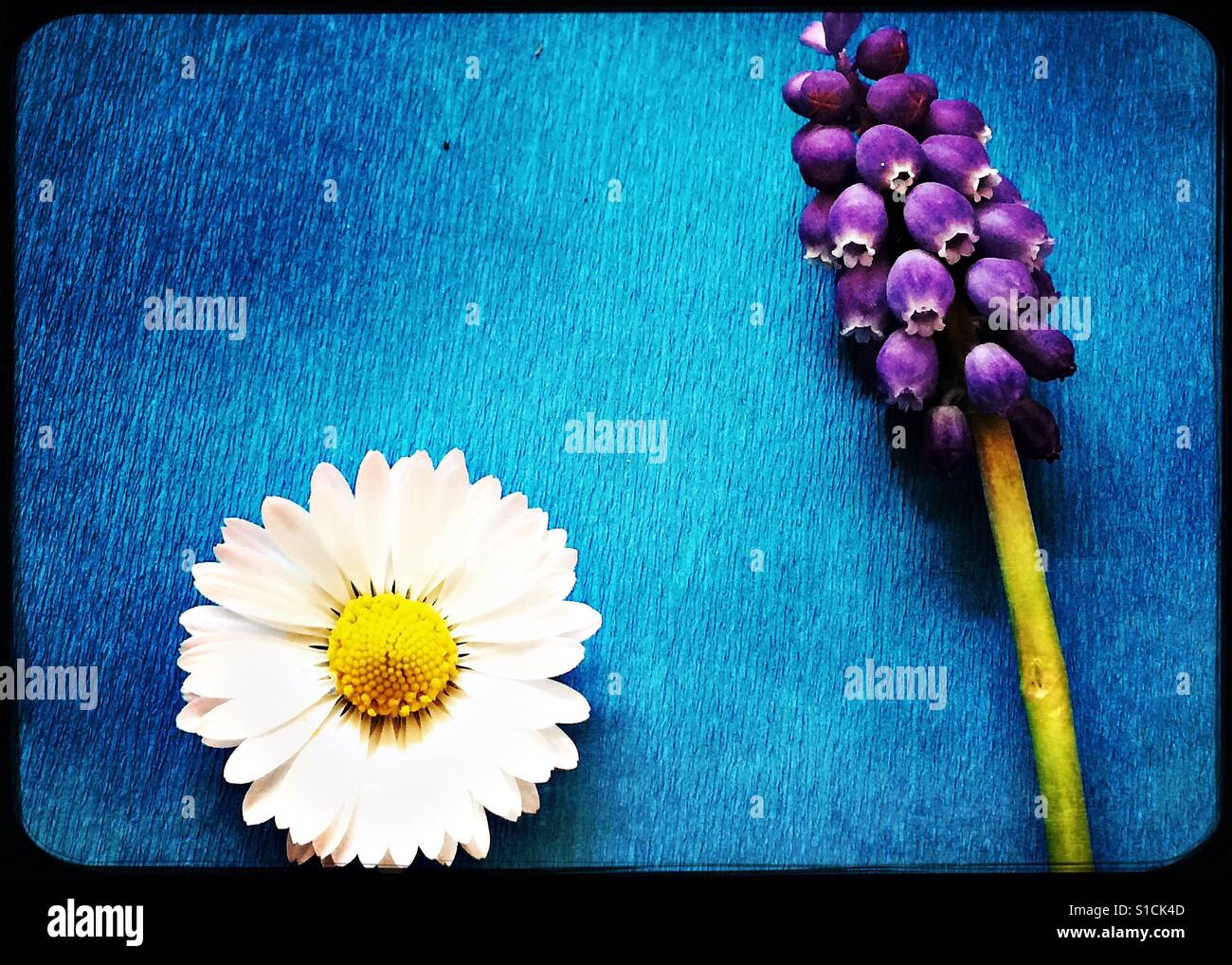 Daisy und Trauben Hyazinthe auf leuchtend blauem Hintergrund Stockfoto