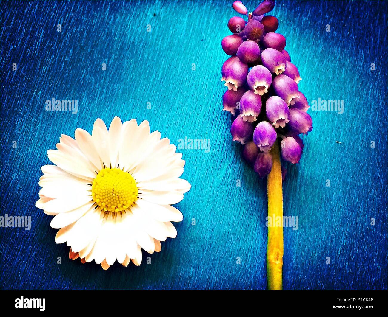 Daisy und Trauben Hyazinthe auf leuchtend blauem Hintergrund Stockfoto