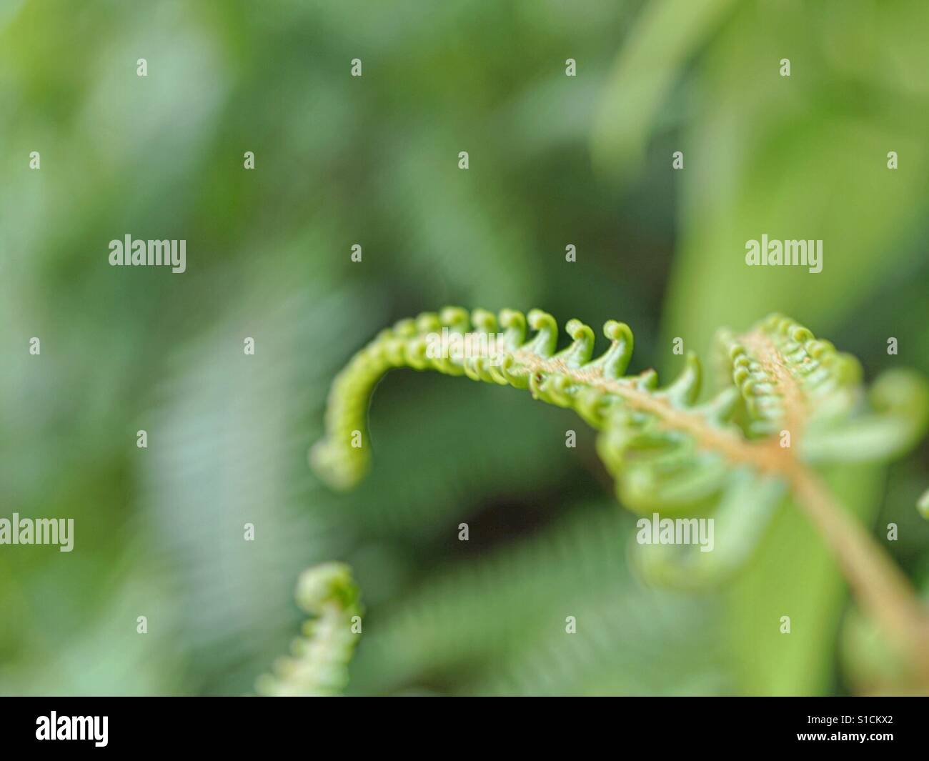 Junge Farn Stockfoto