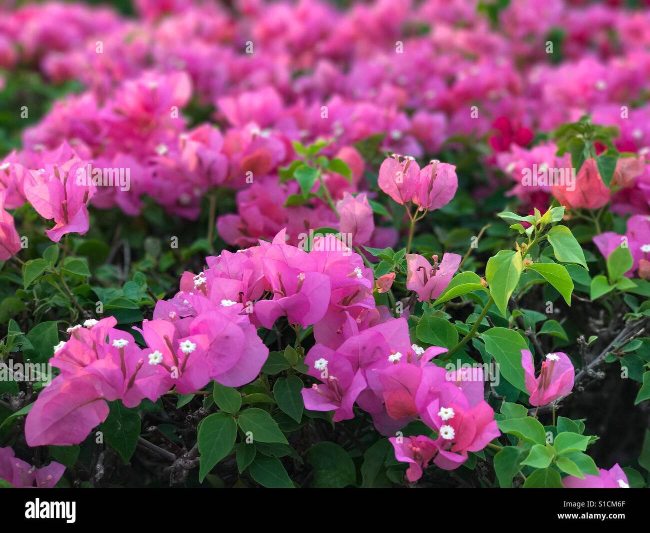 Papierblumen von Bougainvillea Baum Stockfoto