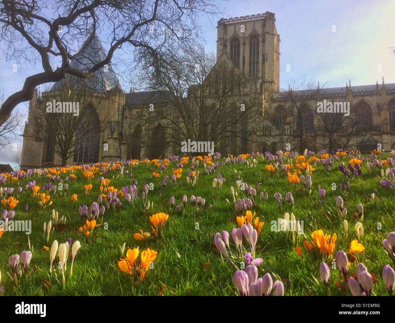 The Minster im Frühjahr Deans Park York North Yorkshire England Großbritannien Großbritannien Großbritannien Großbritannien Großbritannien Großbritannien Großbritannien Großbritannien Großbritannien - Smartphone-aufgenommenes Stockfoto